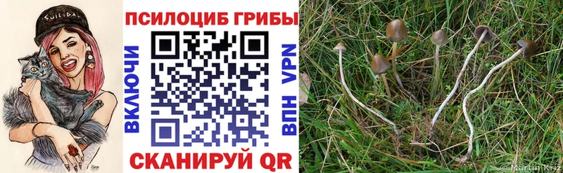 Галлюциногенные грибы мицелий  закладка  блэк спрут ссылка  Бийск 